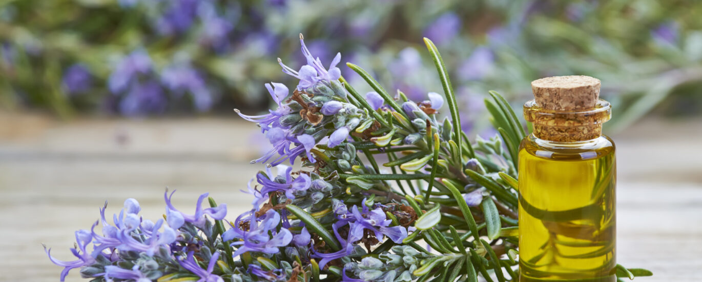 Rosemary Benefits: Boost Hair Growth Improve Memory Naturally