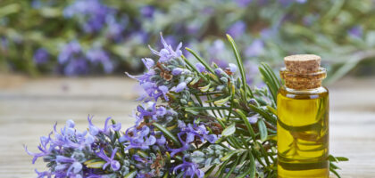 Rosemary Benefits: Boost Hair Growth Improve Memory Naturally