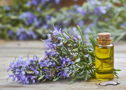 Rosemary Benefits: Boost Hair Growth Improve Memory Naturally