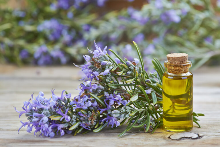 Rosemary Benefits: Boost Hair Growth & Improve Memory Naturally
